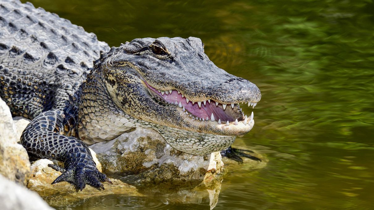 50 States Quiz Alligator