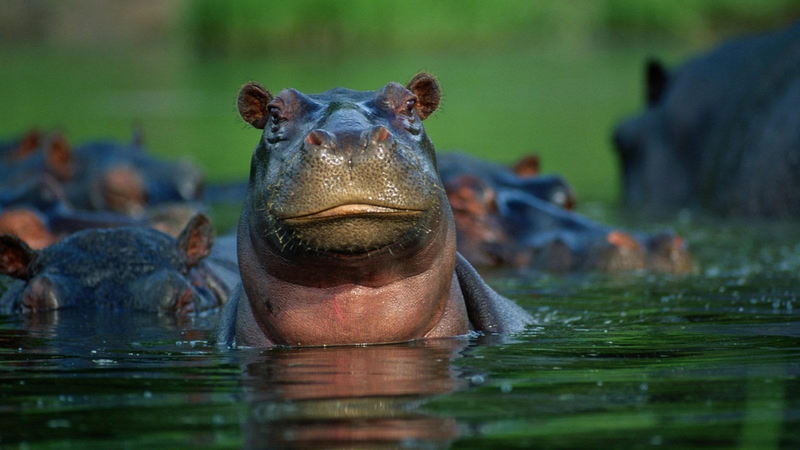 The Letter H Trivia Quiz Hippopotamus