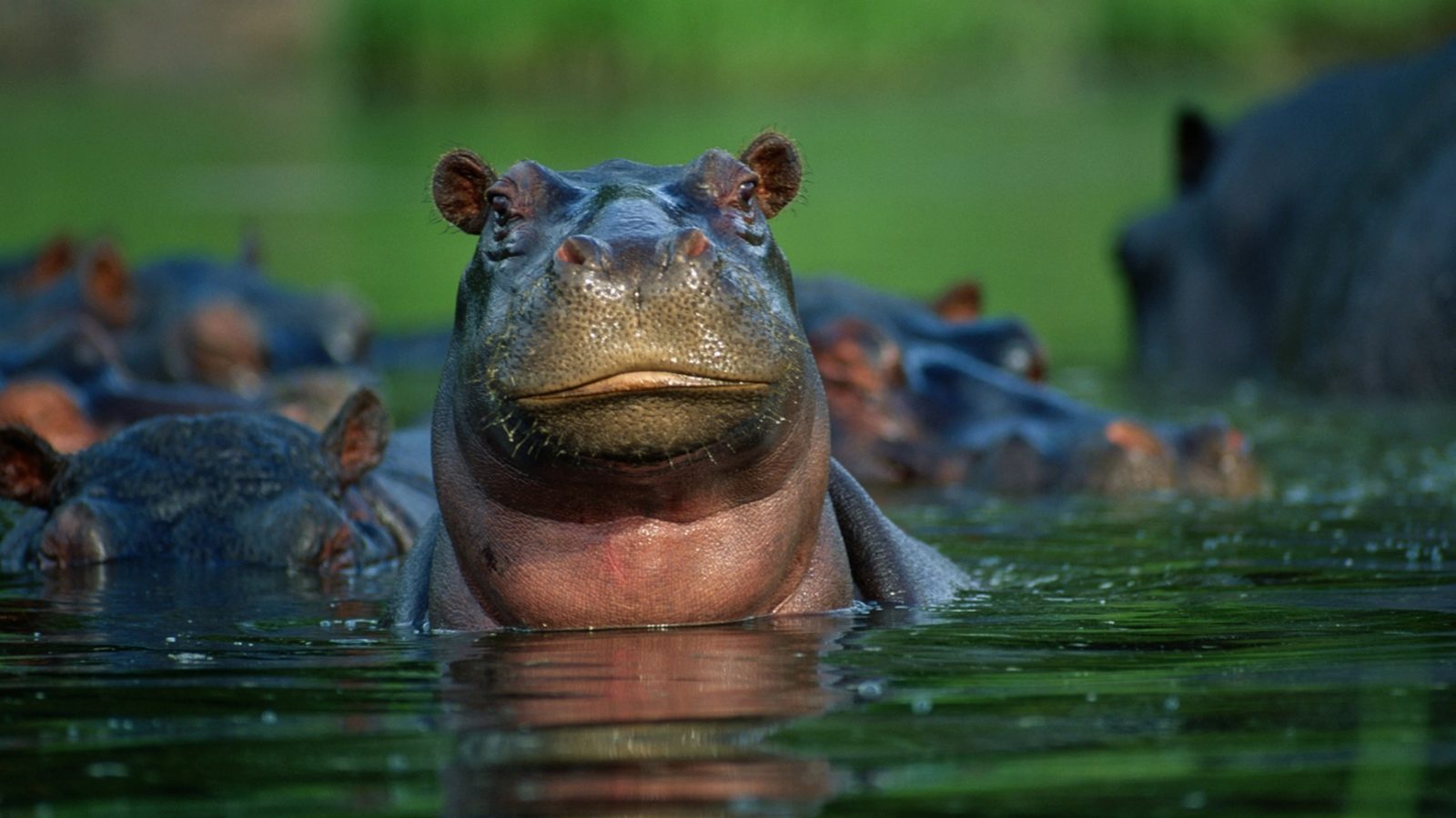H Trivia Quiz Hippopotamus
