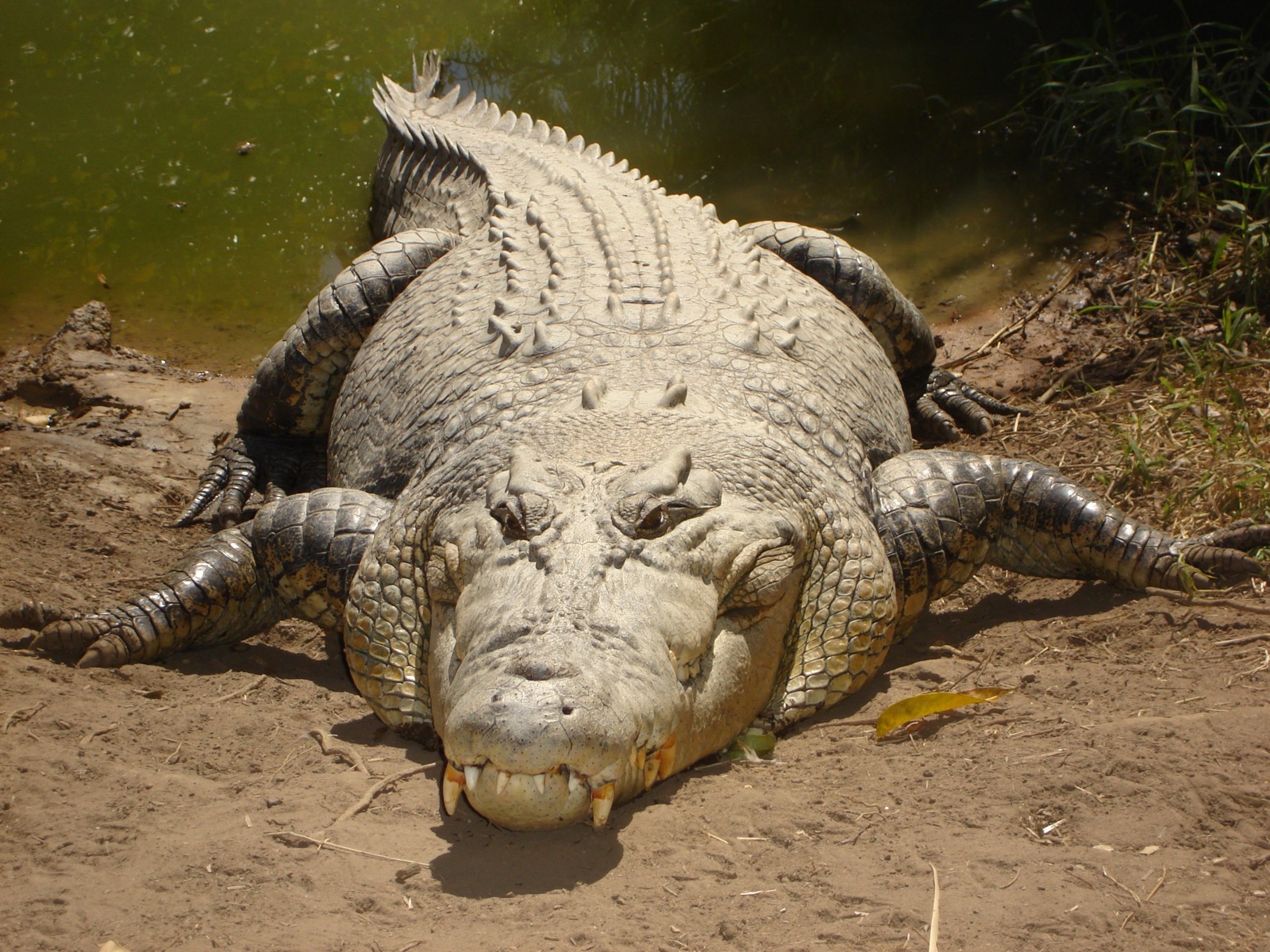 World Animal Day Quiz Saltwater crocodile