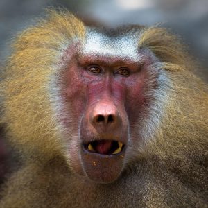 Can We Accurately Guess Your Zodiac Element Just by the Team of Animals You Build? Baboon