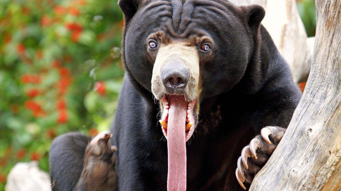 This 25-Question Mixed Trivia Quiz Was Made to Prevent You from Passing. Can You Beat the Odds? Sun bear