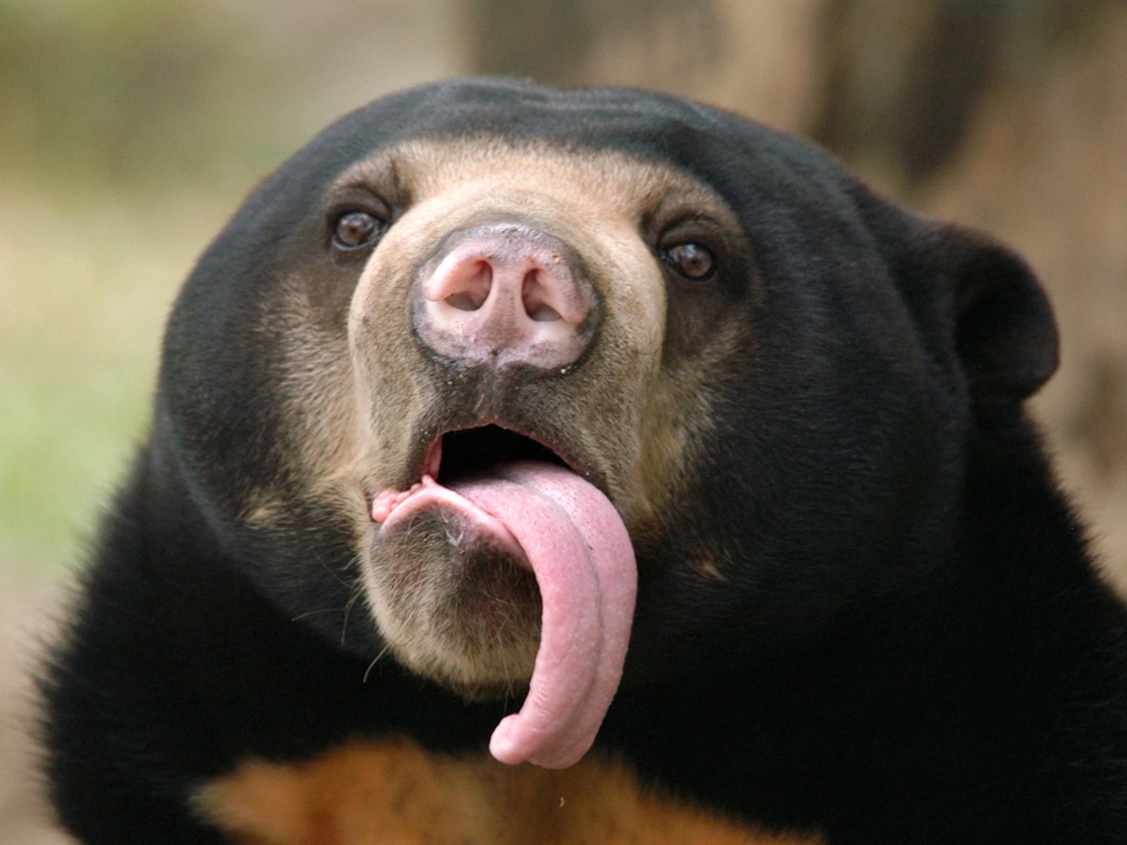 Nobody Can Get Full Marks on This 24-Question Geography Test Except for Legitimate Scholars — Let’s See If You Can Do It Sun bear