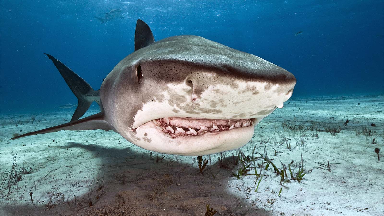 It's OK If You Don't Know Much About Animals. Take This Quiz to Learn Something New Tiger sharks (Galeocerdo cuvier) are common visitors of the reefs north of the Bahamas in the Caribbean