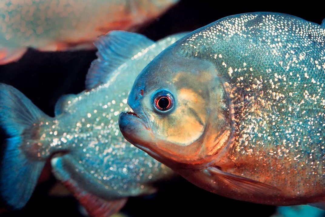 This Animal Quiz Might Not Be Hardest 1 You've Ever Taken, But It Certainly Isn't Easy Piranhas