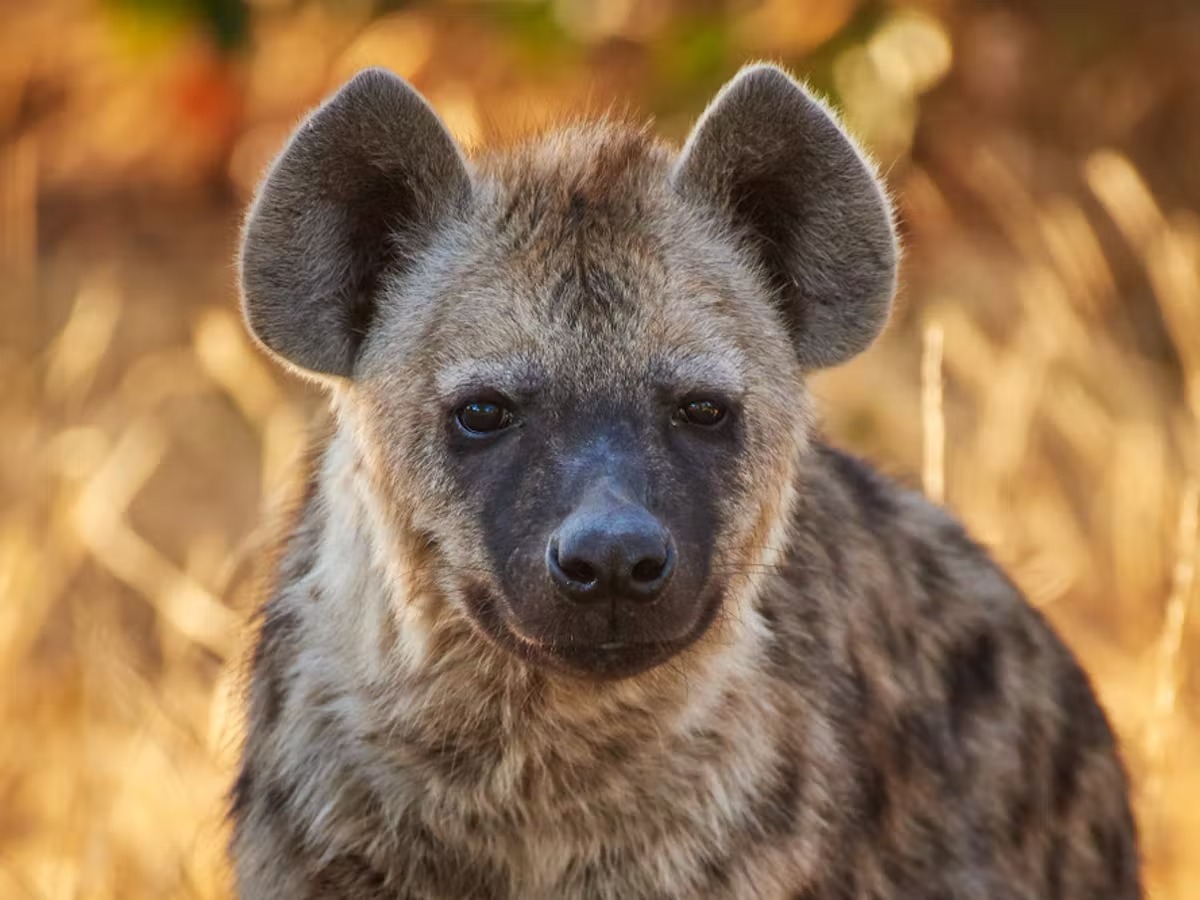 Alphabet Animals Pet Quiz Hyena