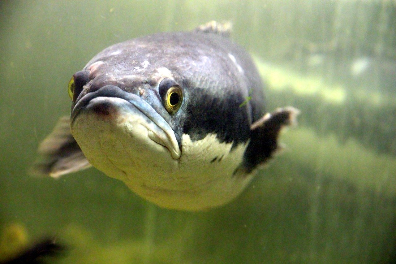 Can You Beat Your Friends in This Quiz That's All About Animals? Giant snakehead
