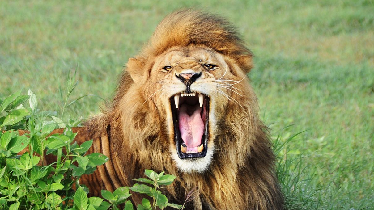 Can You Conquer All 7 Continents In This 30-Question Quiz? Lion