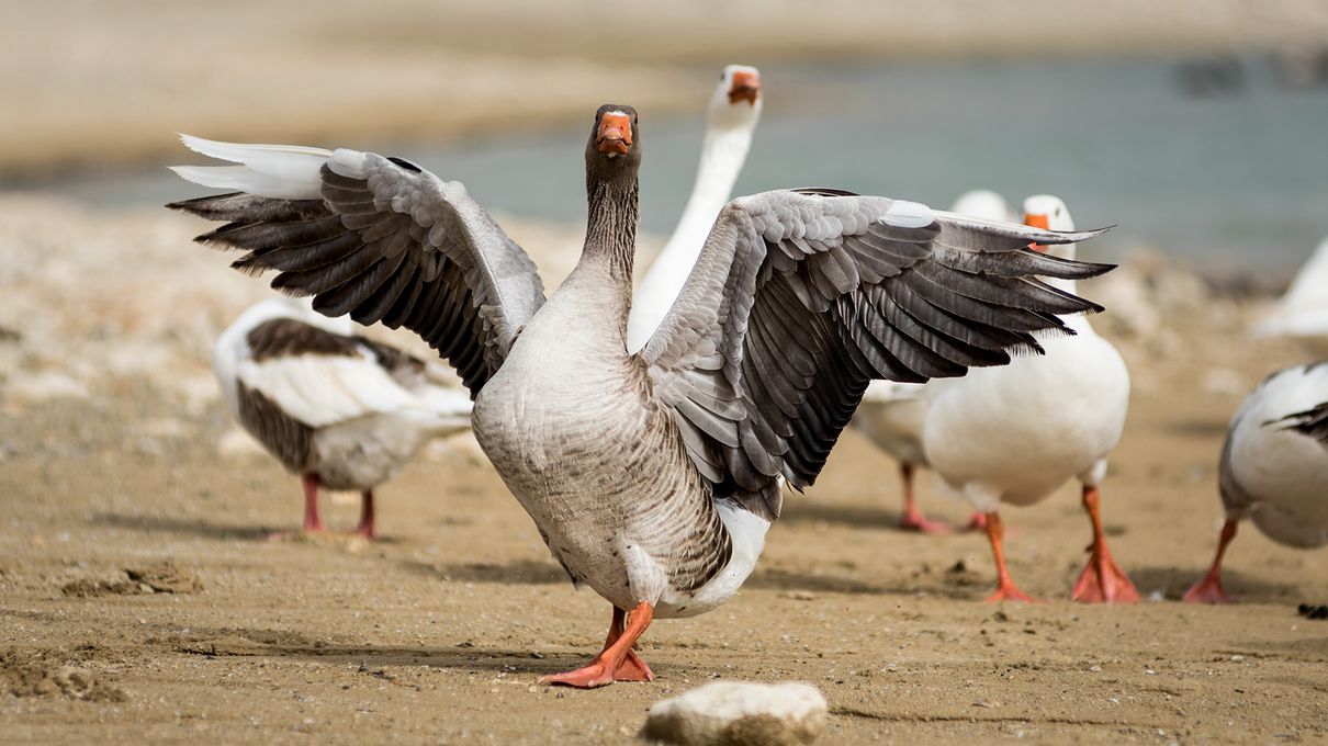 Geese goose