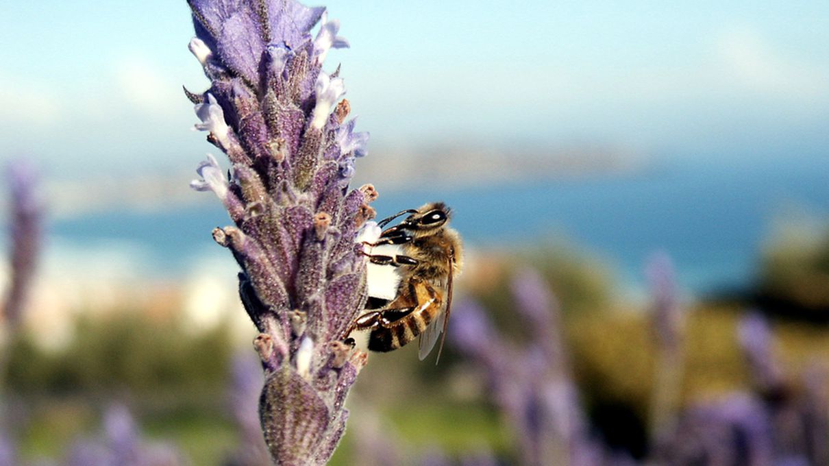 22 Mixed Bag Trivia Questions - How Many Do You Know? Quiz Honeybees