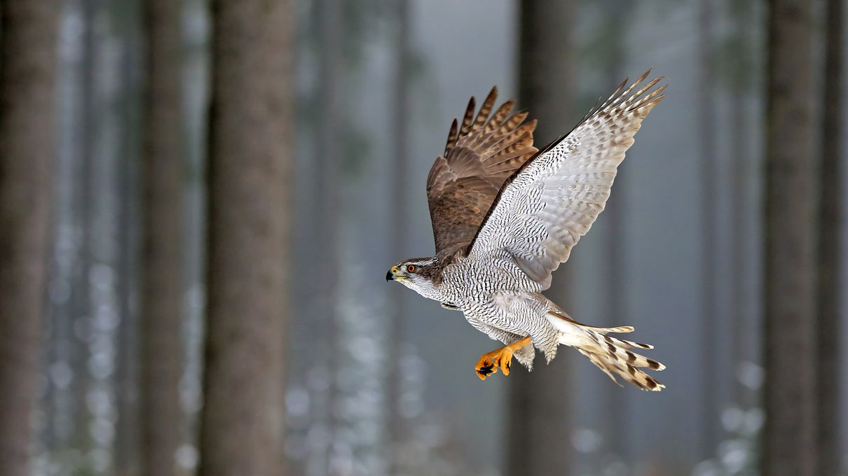 🐒 If You Can Answer 18 of These 24 Animal Questions Correctly, You Likely Know More Than Most People Northern goshawk bird