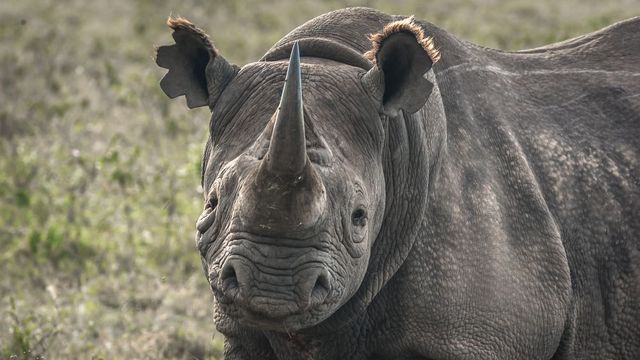 What Element Am I? Quiz Rhino
