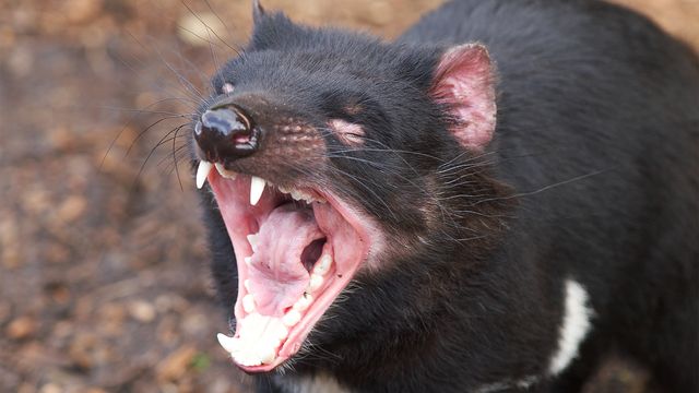 Second Largest Animals Tasmanian devil