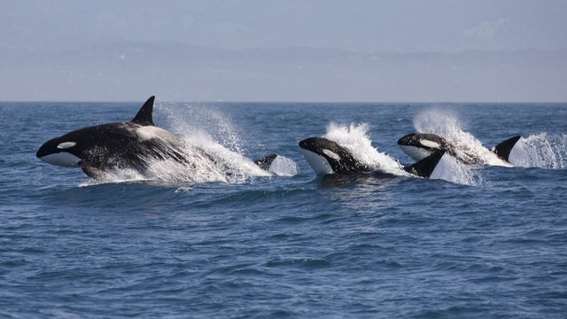 Penguin Trivia Quiz Killer whales