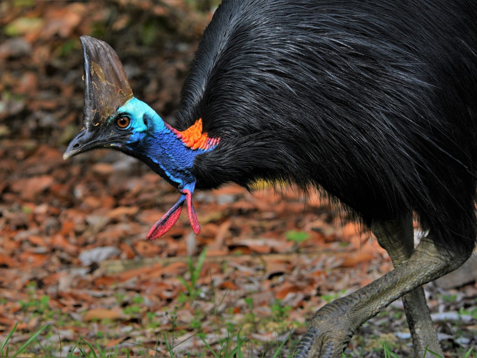 Can We Accurately Guess Your Zodiac Element Just by the Team of Animals You Build? Cassowary