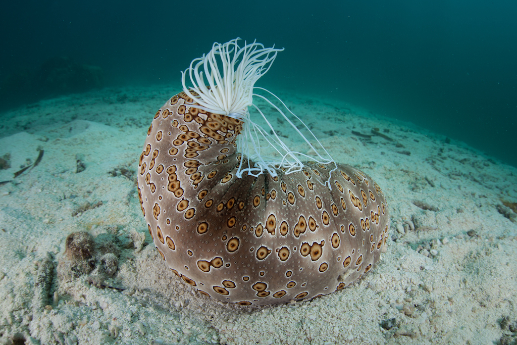 Marine Biology Trivia Quiz Sea cucumber Detritivore