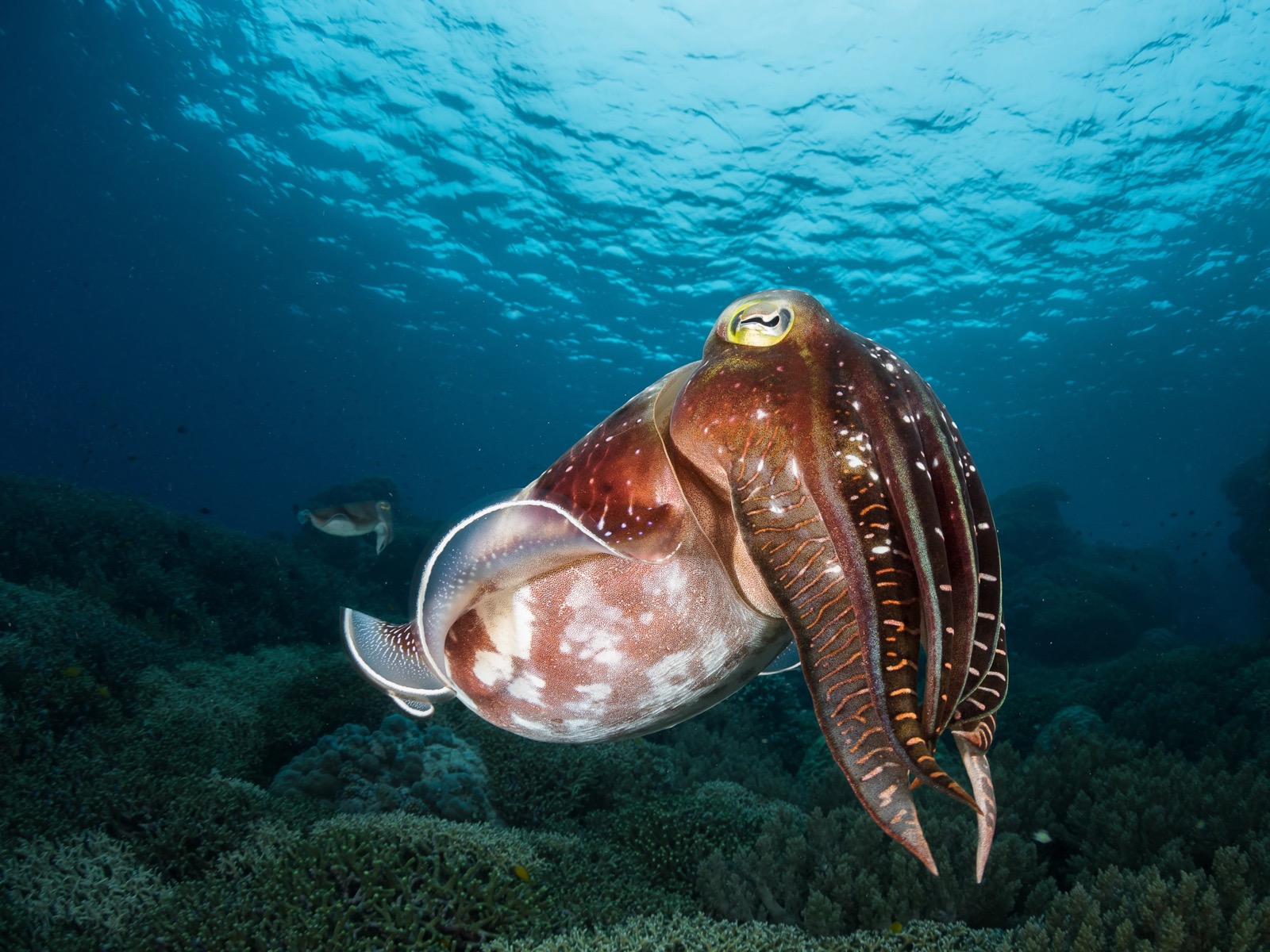 Can You Beat Your Friends In This Quiz That's All About Animals? Cuttlefish