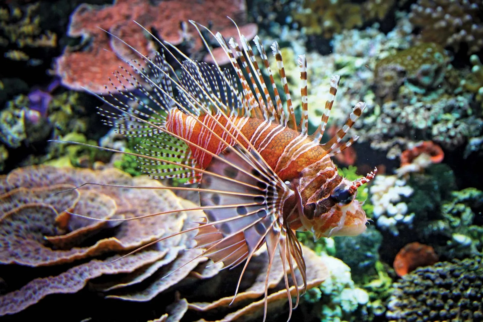 Can You Beat Your Friends in This Quiz That’s All About Animals? Red lionfish