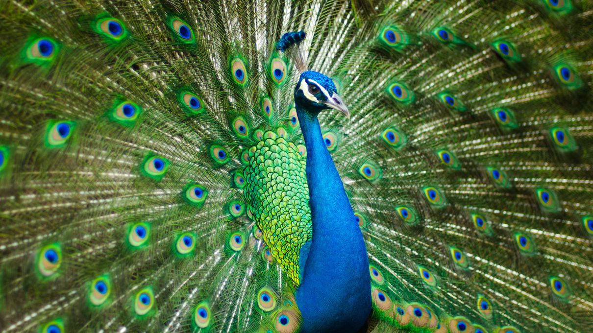 Bird Identification Quiz Peacock