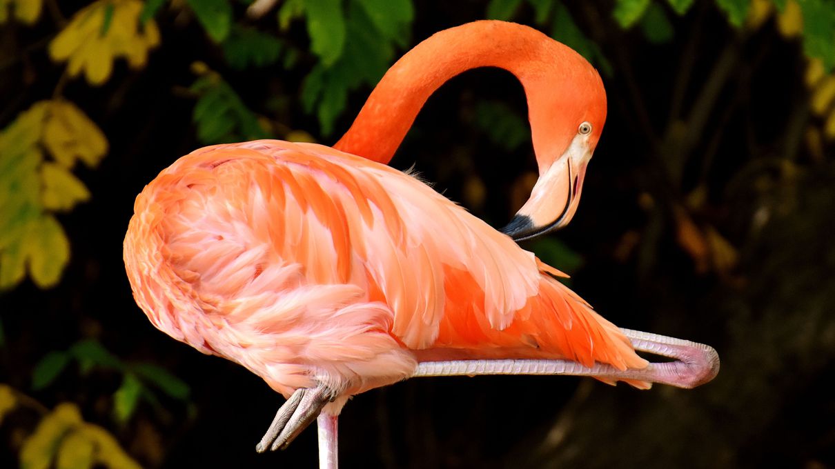 Pink Trivia Quiz Flamingo