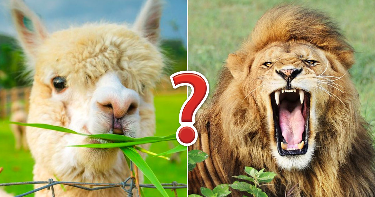 Can You Beat Your Friends In This Quiz That’s All About Animals?