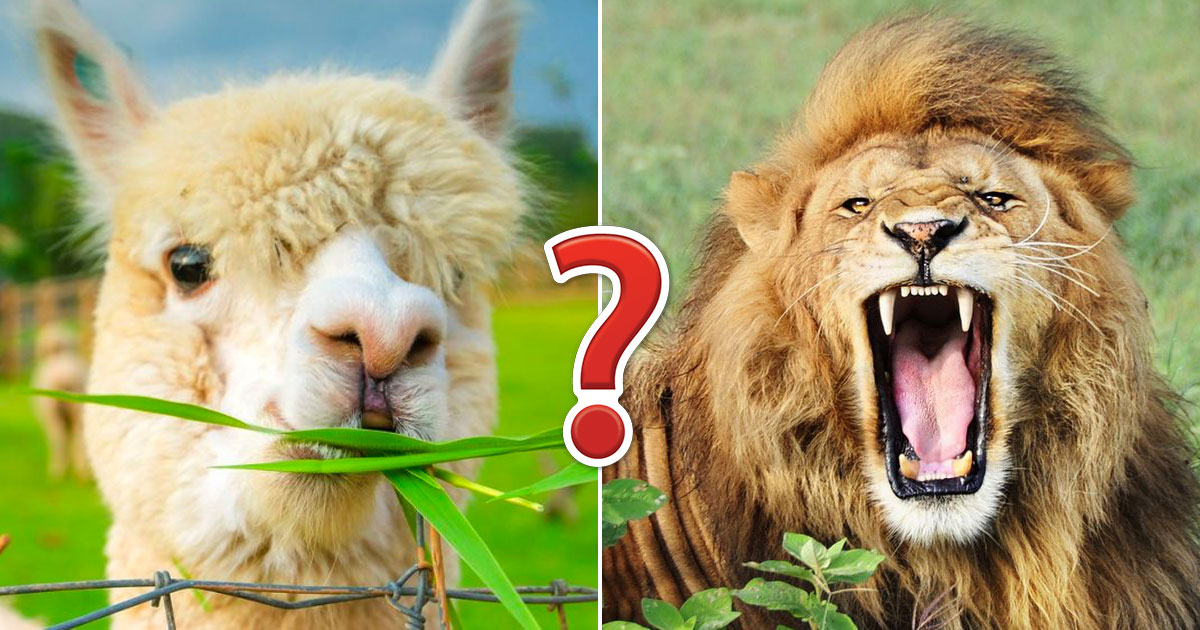 Can You Beat Your Friends in This Quiz That’s All About Animals?