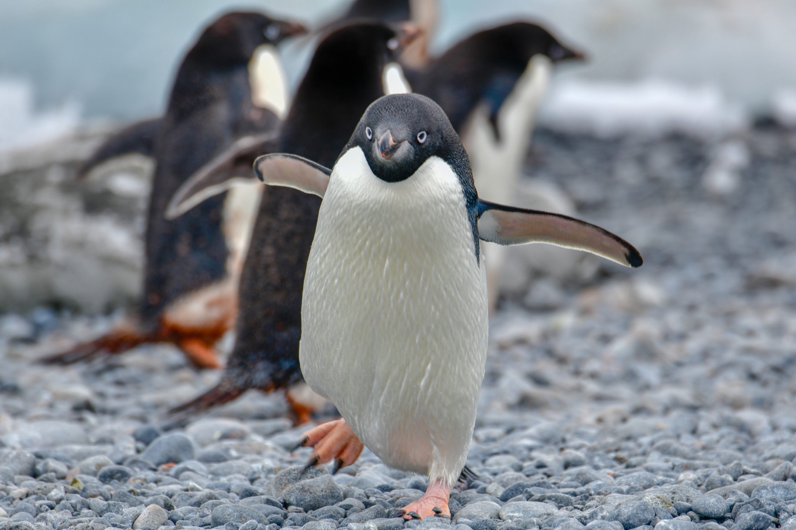 Can You Conquer All 7 Continents in This 30-Question Quiz? Adelie Penguins