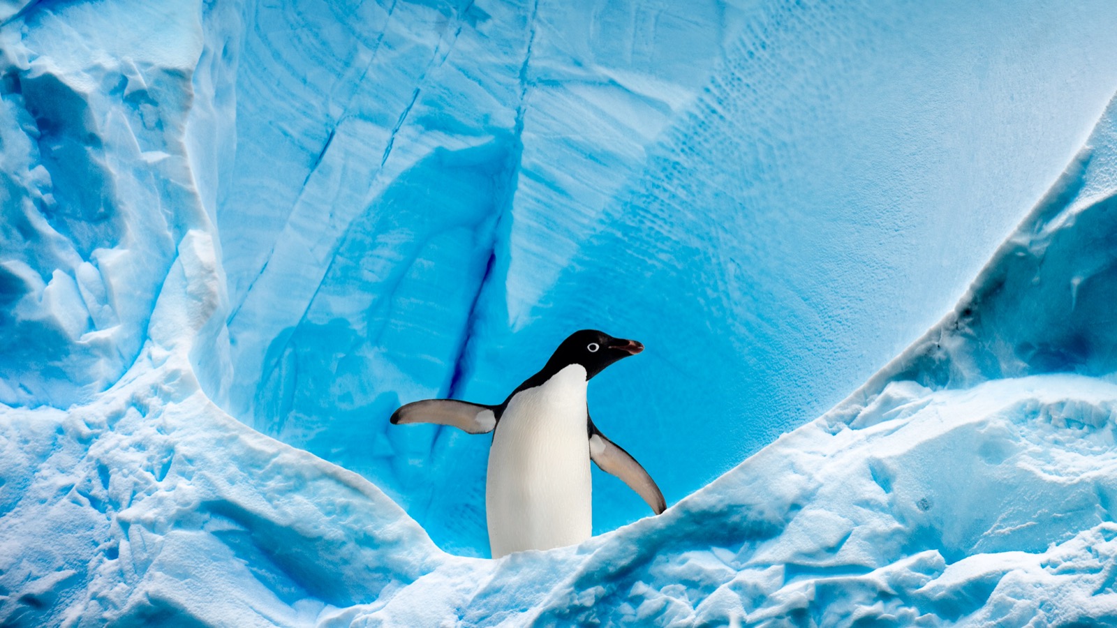 Q In Geography Quiz Adelie Penguin In Antarctica
