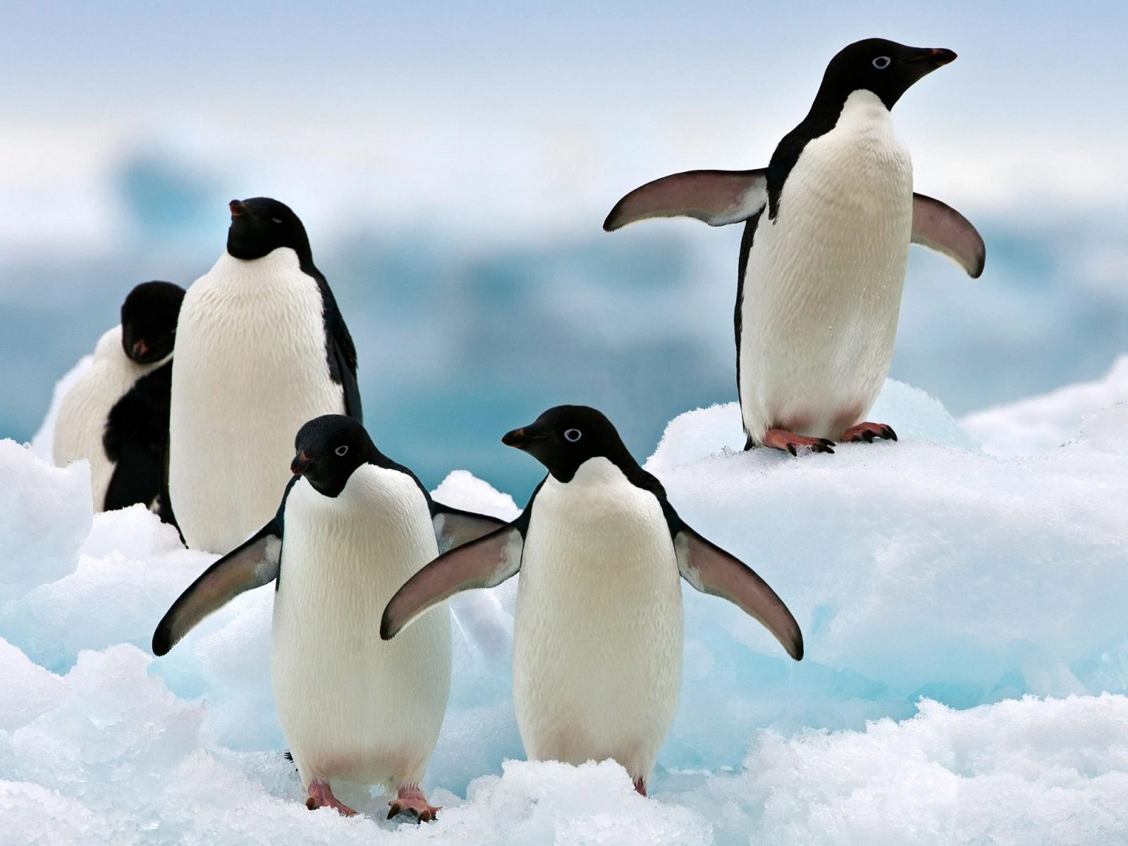 Sea Trivia Adelie penguins in Antarctica