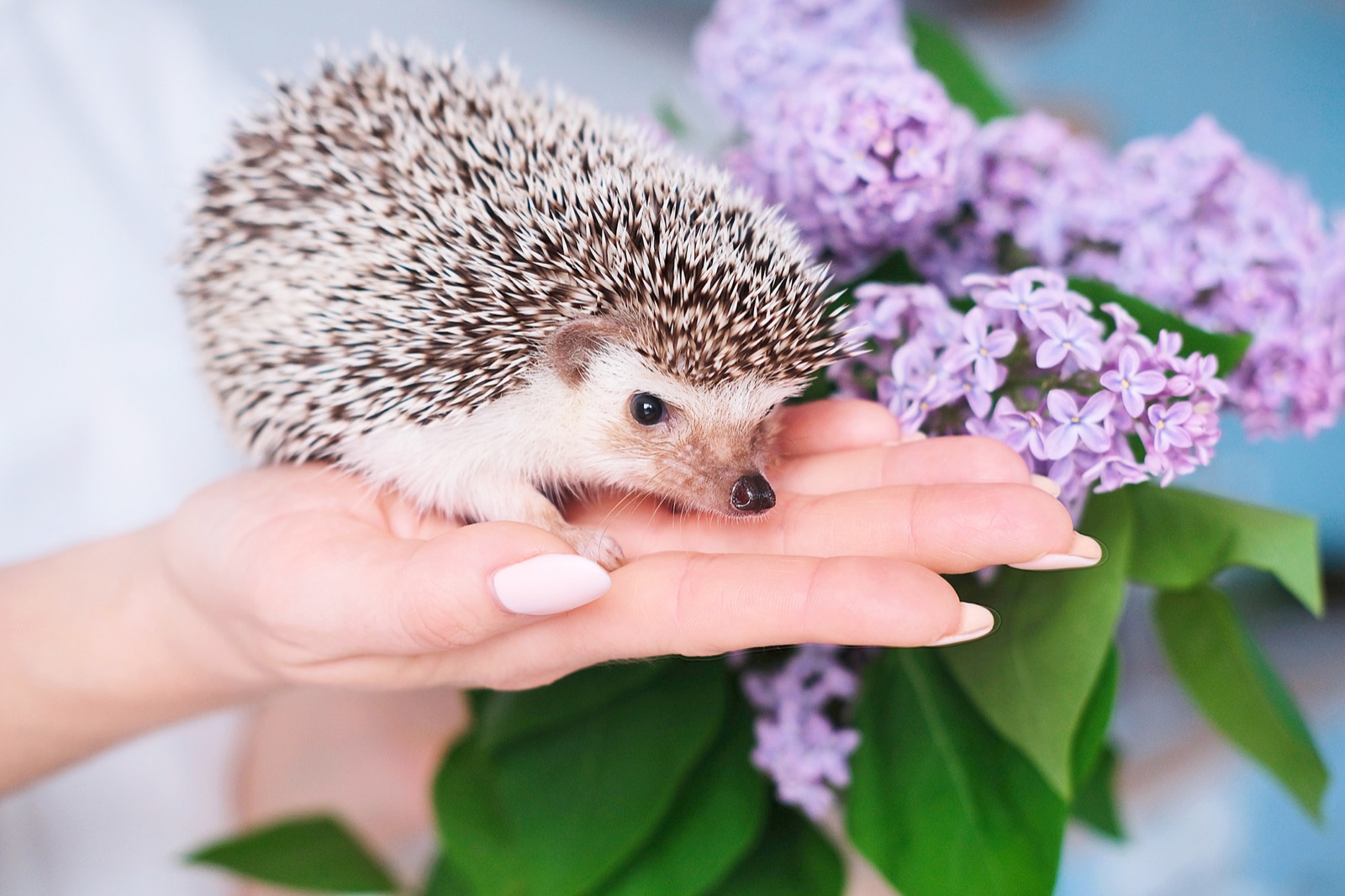 This Animal Quiz Might Not Be Hardest 1 You've Ever Taken, But It Certainly Isn't Easy hedgehog