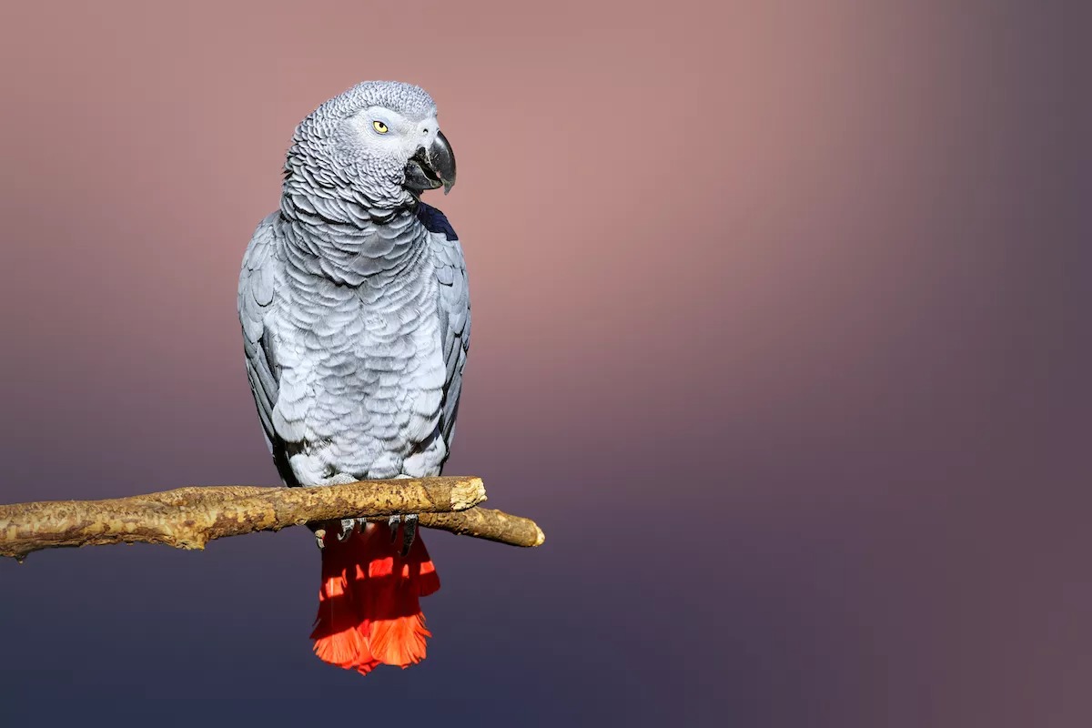 World Animal Day Quiz African grey parrot