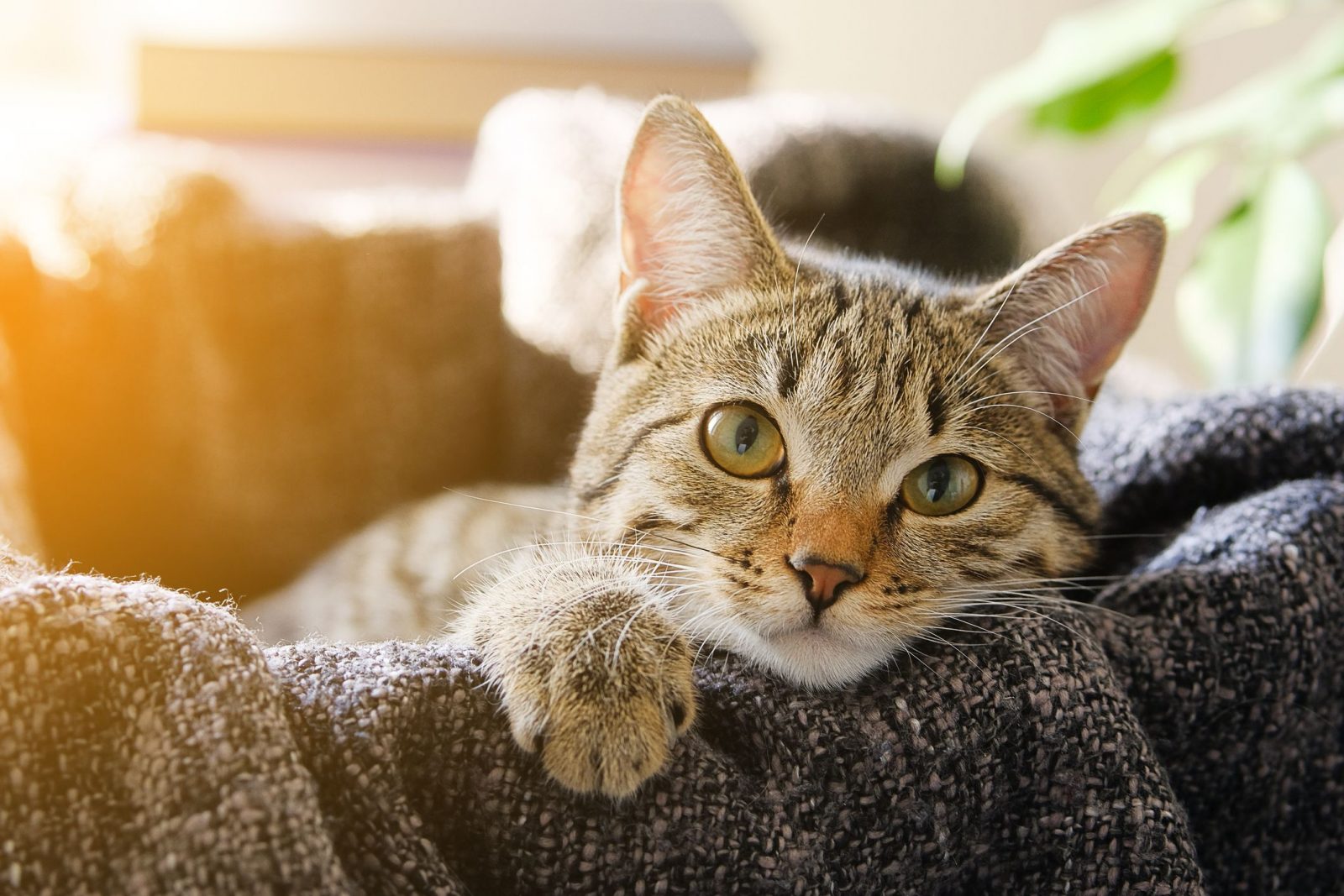 It's OK If You Don't Know Much About Animals. Take This Quiz to Learn Something New Domestic cat pet