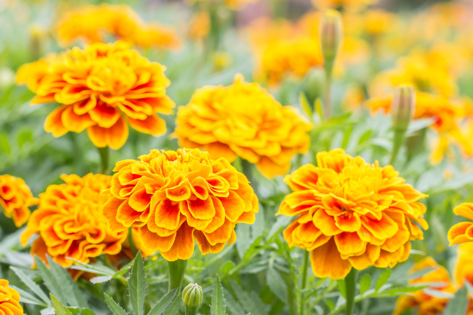 Eat A Desserts & We'll Reveal Your Favorite Color Quiz Marigold