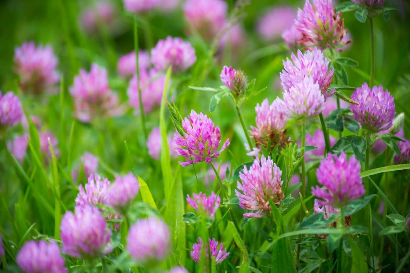 Eat A Desserts & We'll Reveal Your Favorite Color Quiz Clover