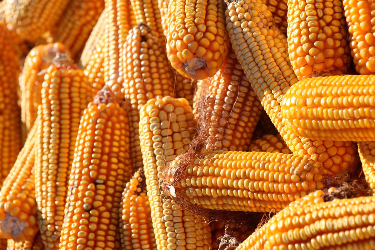 We Can Guess Your Age Based on the 🌭 BBQ Party You Throw Corn on the cob