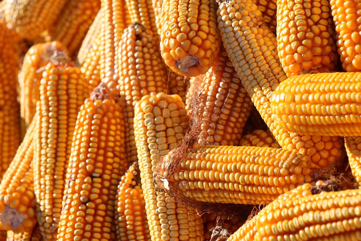 Yellow Trivia Quiz sweet corn