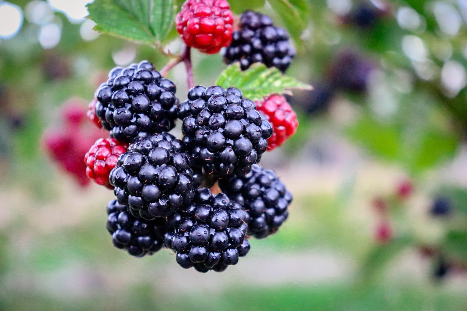 Do You Actually Know The Official Names Of These Everyday Items? Blackberries