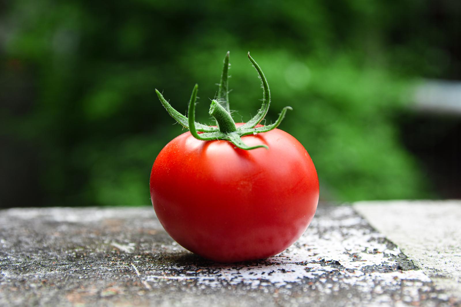 Red Trivia Quiz Tomato