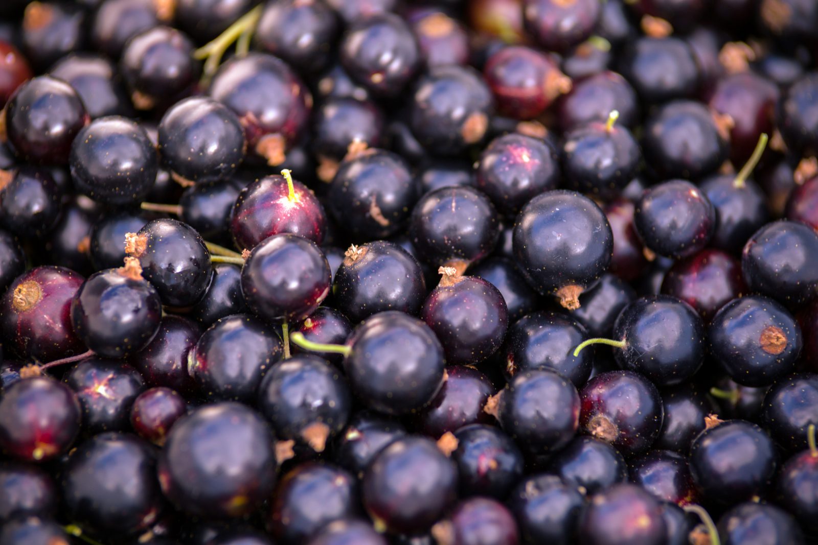 Purple Food Blackcurrants