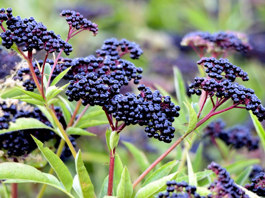 You got: Elderberry! Eat at a HUGE Strawberry Buffet 🍓 to Find Out What Unique Berry You Are