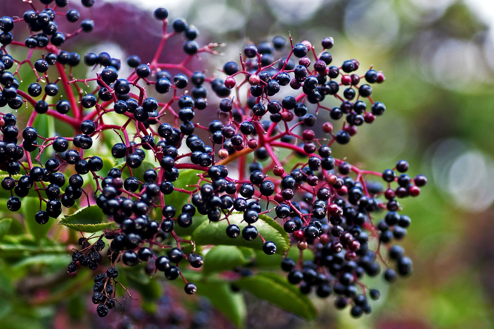 Blue Food Personality Quiz Elderberry