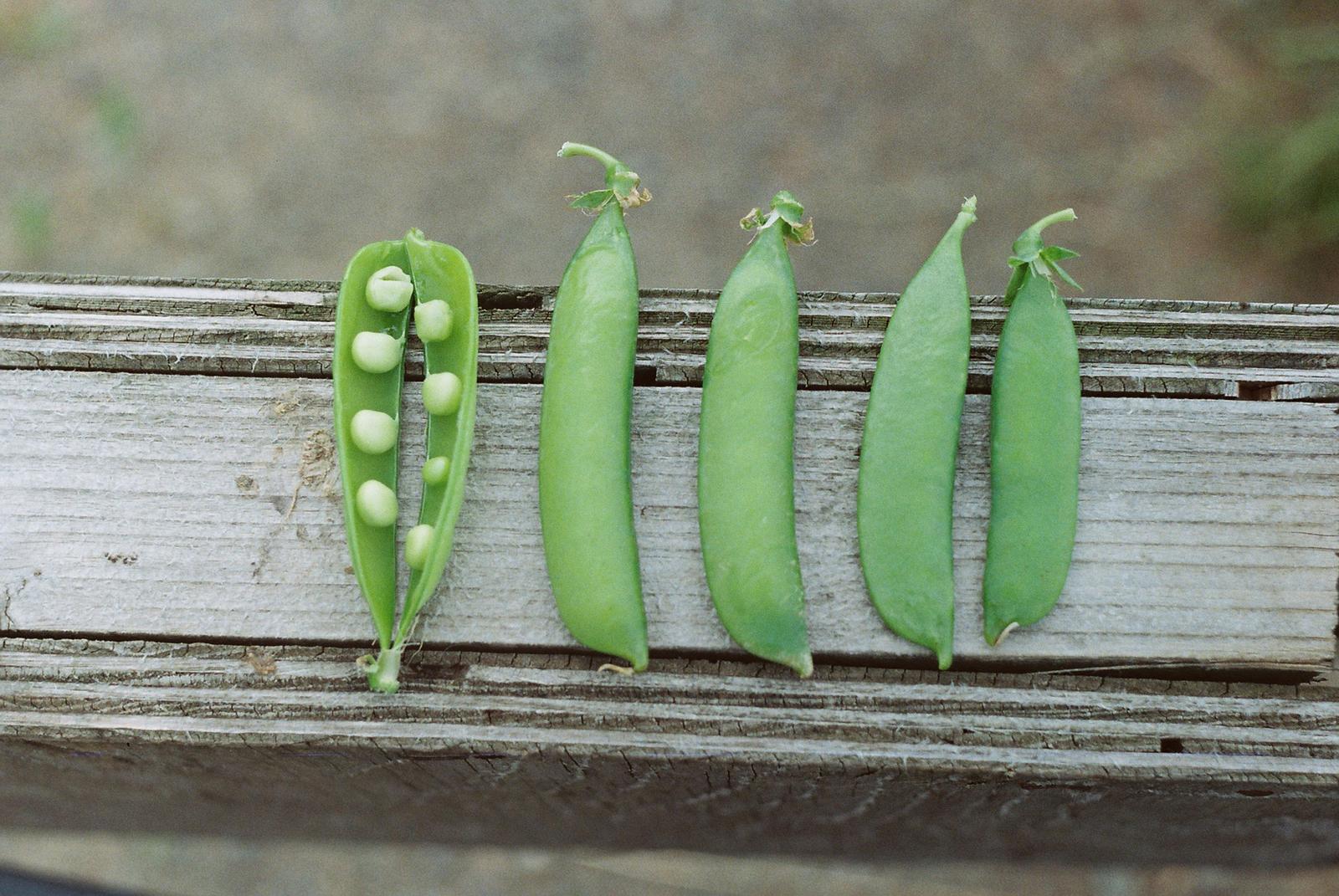 Peas in pods