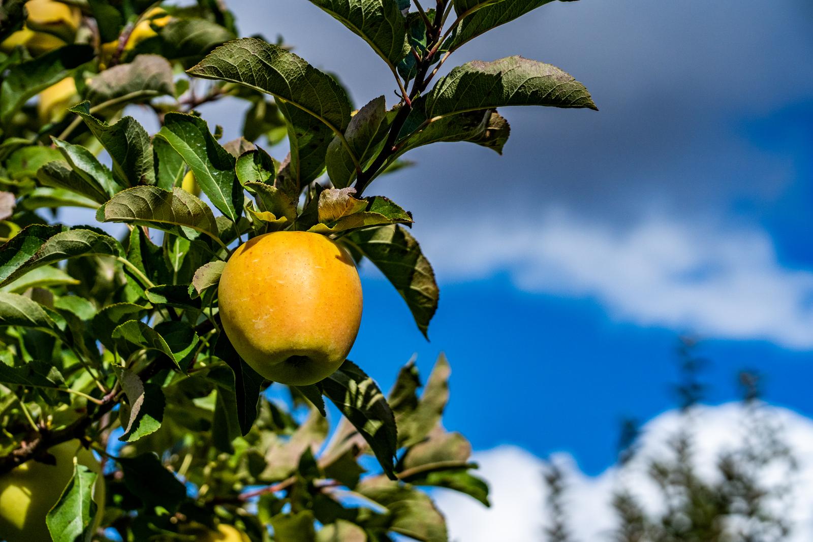 Pick a Food for Every 🌈 Color and We’ll Tell You the Age of Your Taste Buds Golden apple