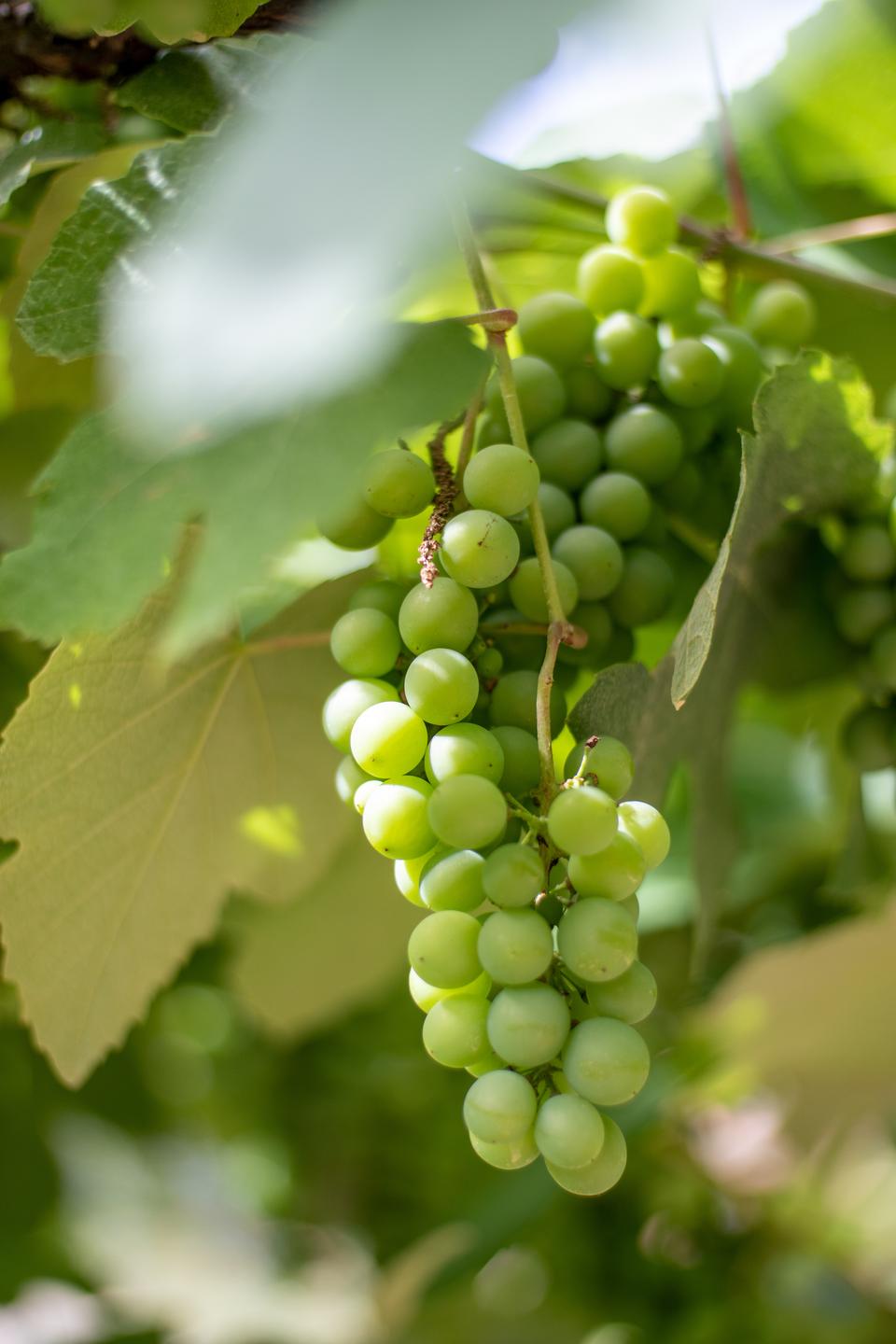 Which Fruity Cake Are You? Quiz Green grapes