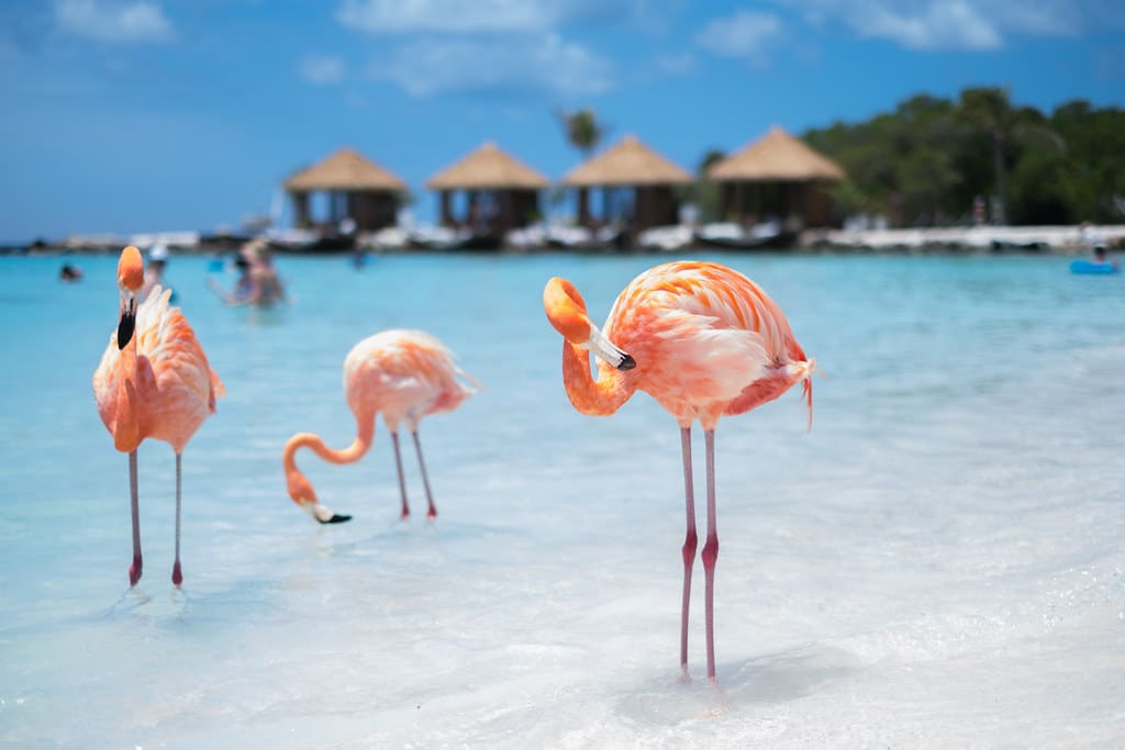 North American Countries Quiz Flamingo