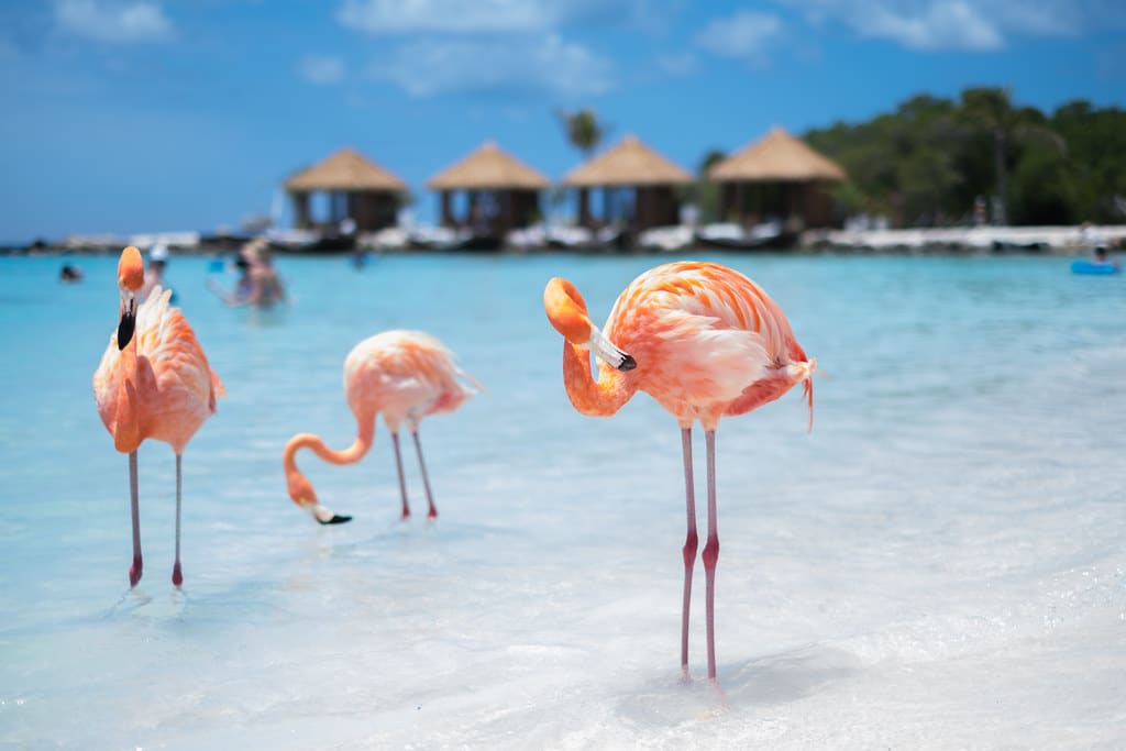 Flamingo beach, Aruba