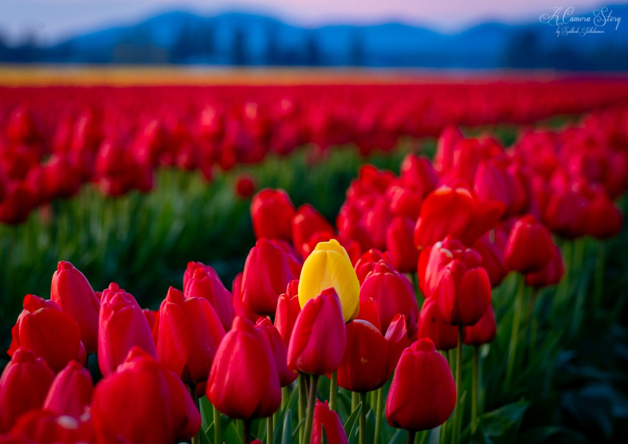 Red Trivia Quiz Tulip