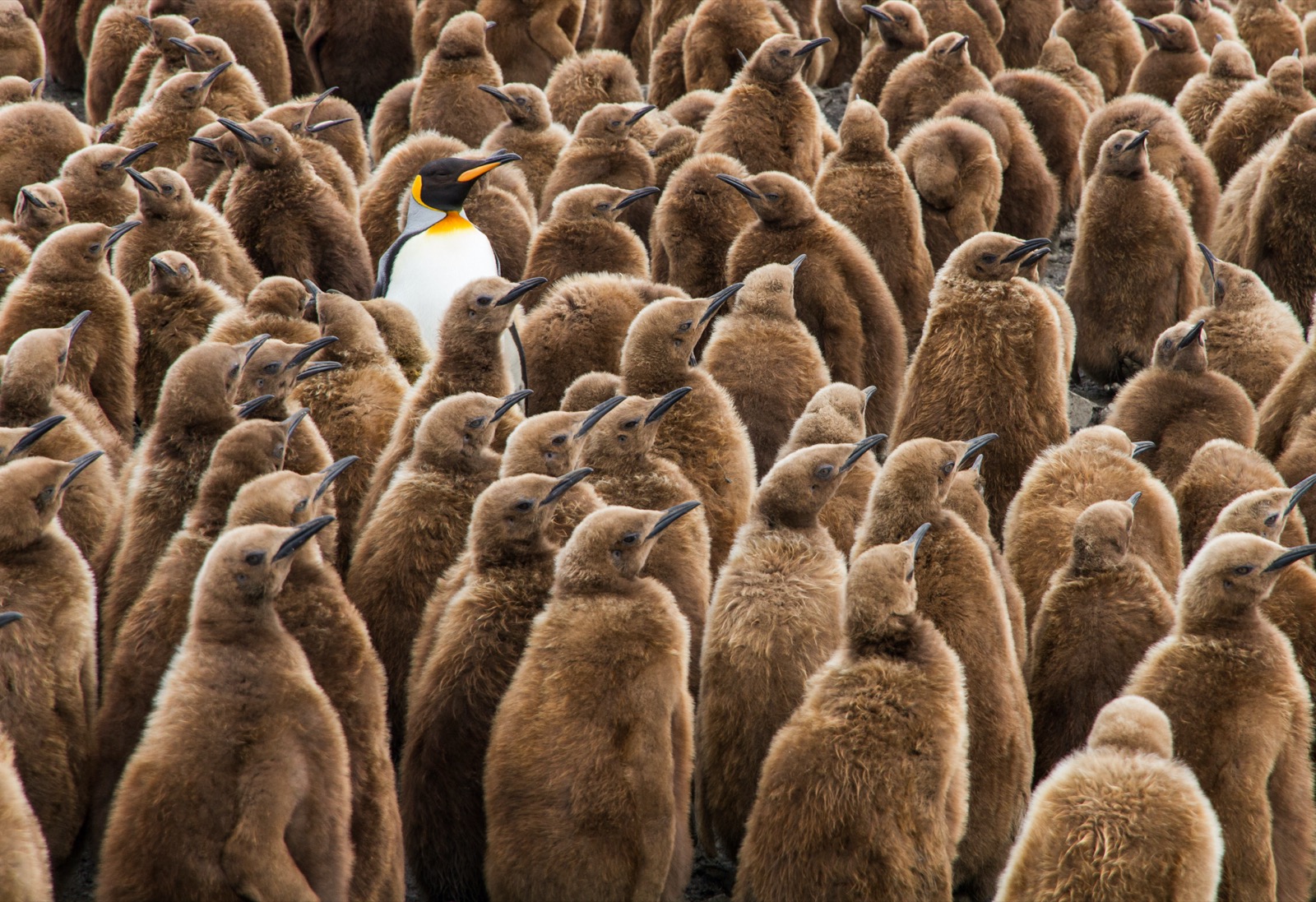 Penguin Trivia Quiz Emperor Penguin Chicks Odd One Out