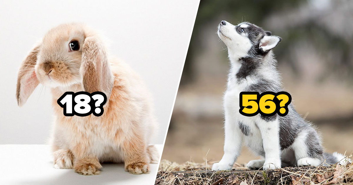 Pick Pet Companion for Scenarios to Know Your Mental Age Quiz