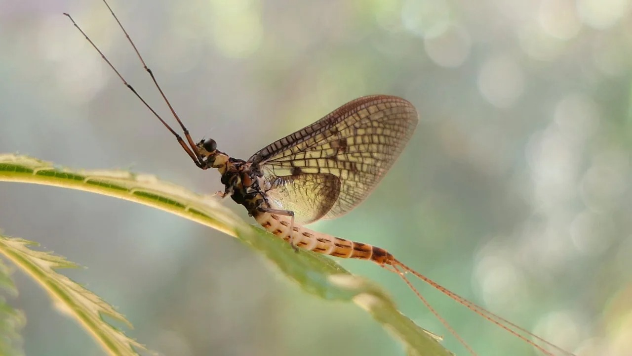 If You Can Get 18/24 on This Mixed Knowledge Quiz, You Probably Are the Smartest Friend Mayfly